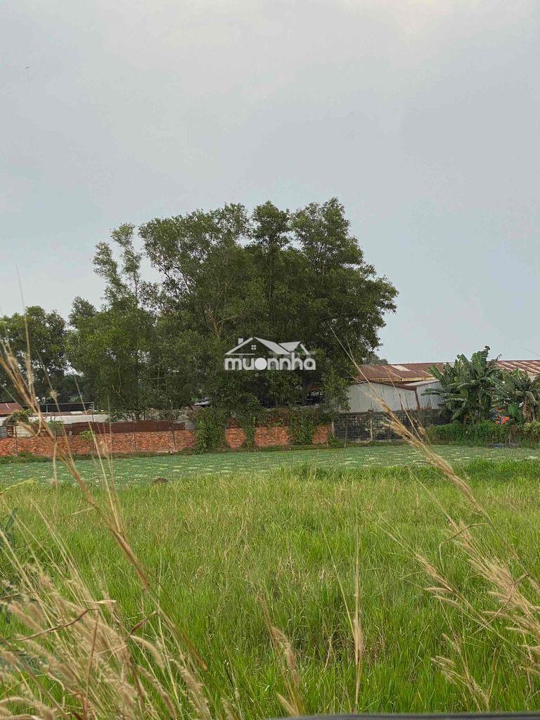 🌿 Bán đất cây lâu năm giá tốt đông thạnh, hóc môn - 3
