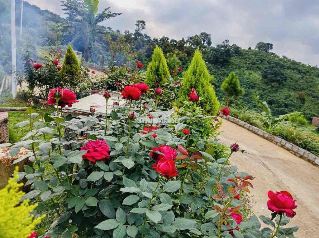 Nhà săn mây đầy đủ tiện nghi và nội thất đẹp diện tích gần 1ha giá 3ti - 3