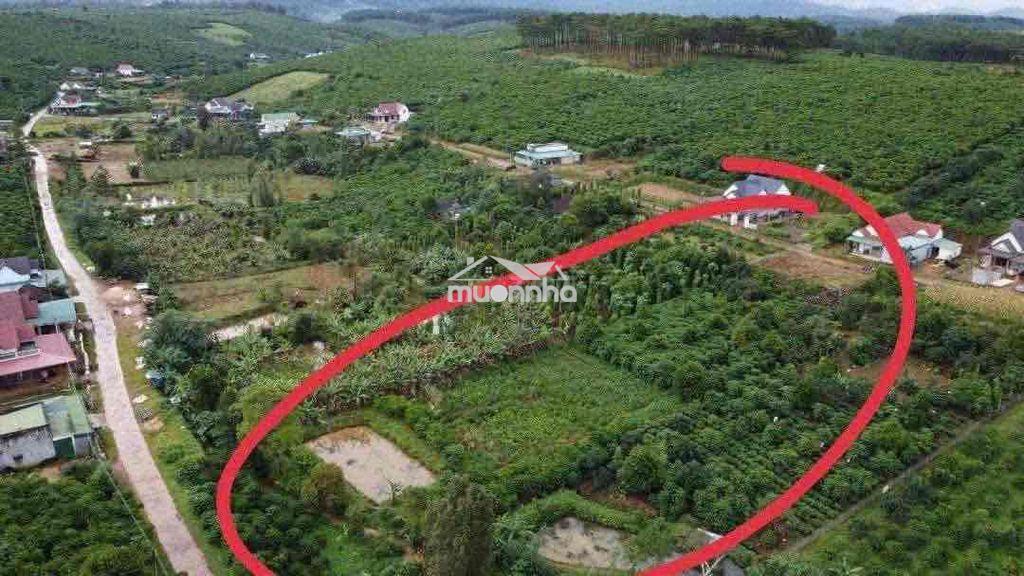 Chính chủ bán 3.300m² đất b lá gần eco tropicana – 200m² thổ cư – view - 2