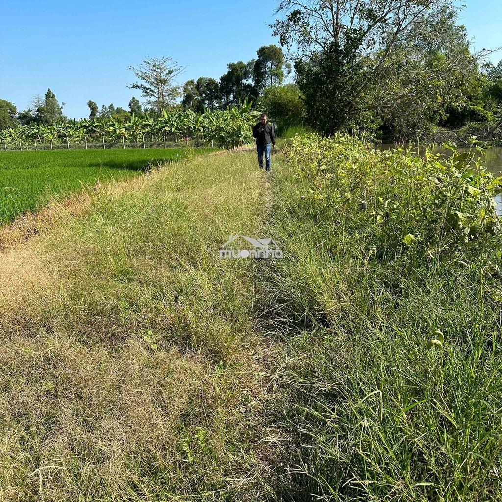 Cần bán gấp đất lúa 3.472m2 gá rẻ - 2