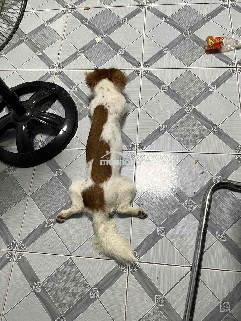 Share phòng ngủ trong nhà nguyên căn - 3