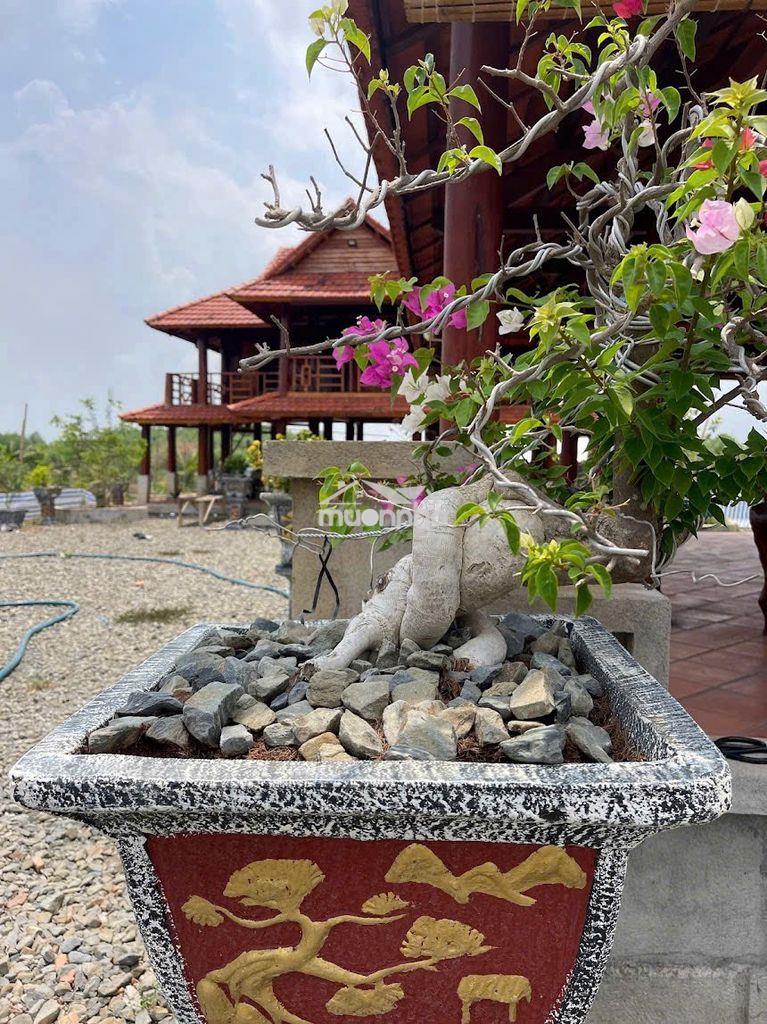 Bán đất vườn nghỉ dưỡng 7000m2 có 300 thổ cư xuân lộc, đồng nai