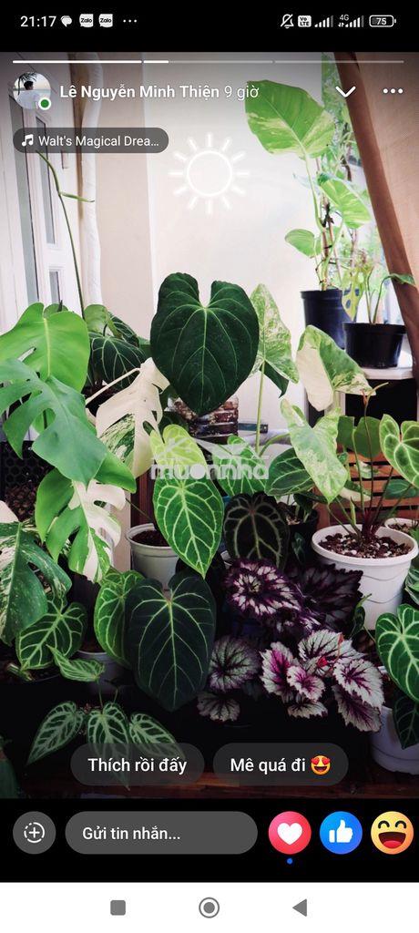 Bán gấp đất tặng nhà xã hưng thịnh, trảng bom - 2