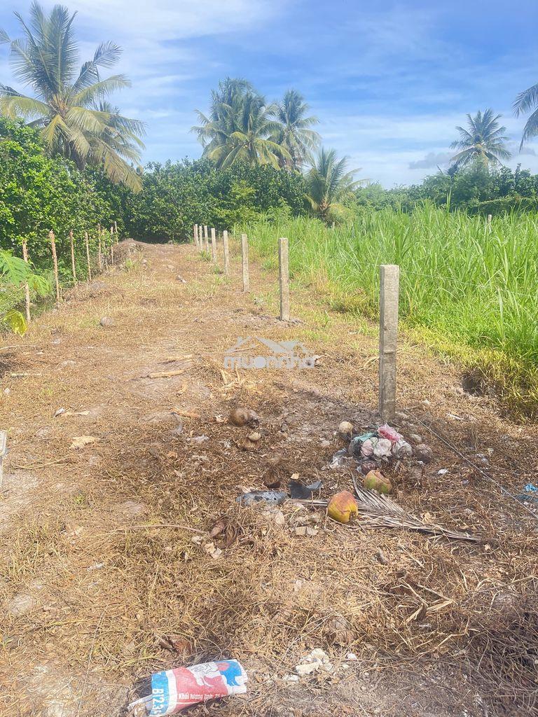 Cần bán đất giá rẻ 295triệu - mỹ phong - 3