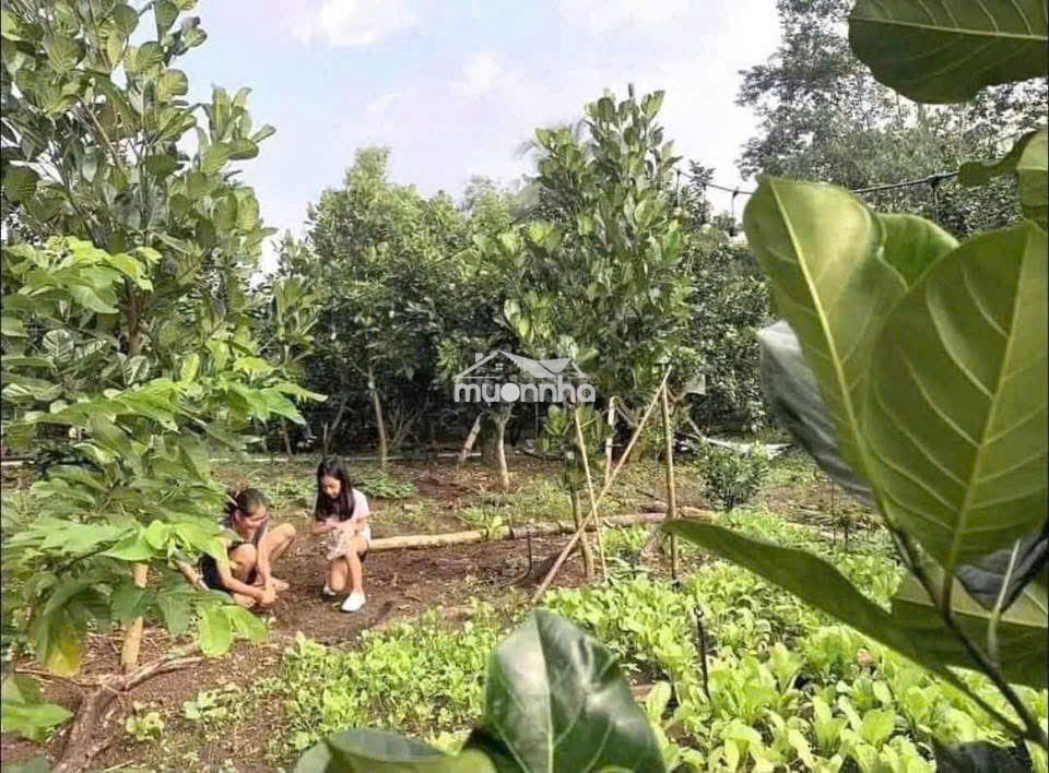 Đất vườn có thổ cư xây nhà - 2