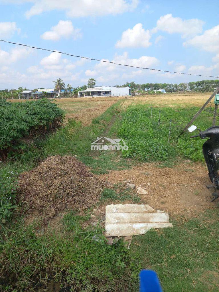 Đất làm nhà vườn gần trung tâm gò công - 2