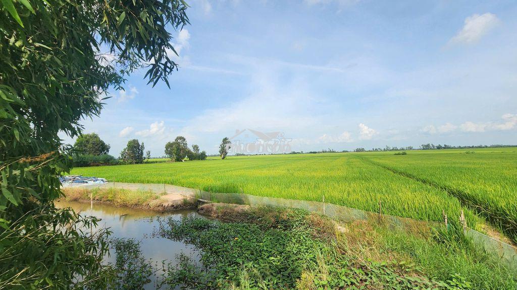 Bán 3 lô đất 2 mặt tiền đt 855 (cách chợ tràm chim 5 phút di chuyển) - 4