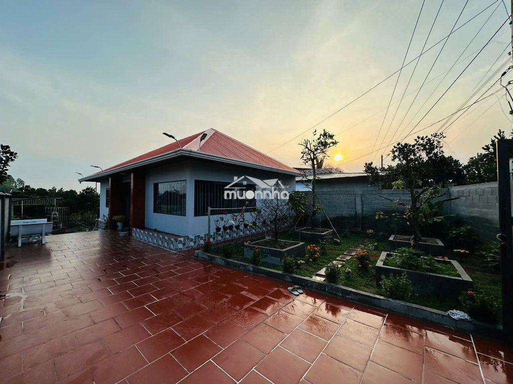 Bán vườn mít ruột đỏ + nhà vila, đường bờ bắc k25,tháp mười, đồng tháp - 4