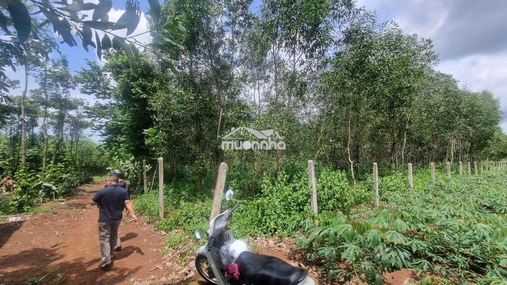 Bình giã, tphcm 2100m² mặt tiền 48m thênh thang, giá rẻ khu vực - 2