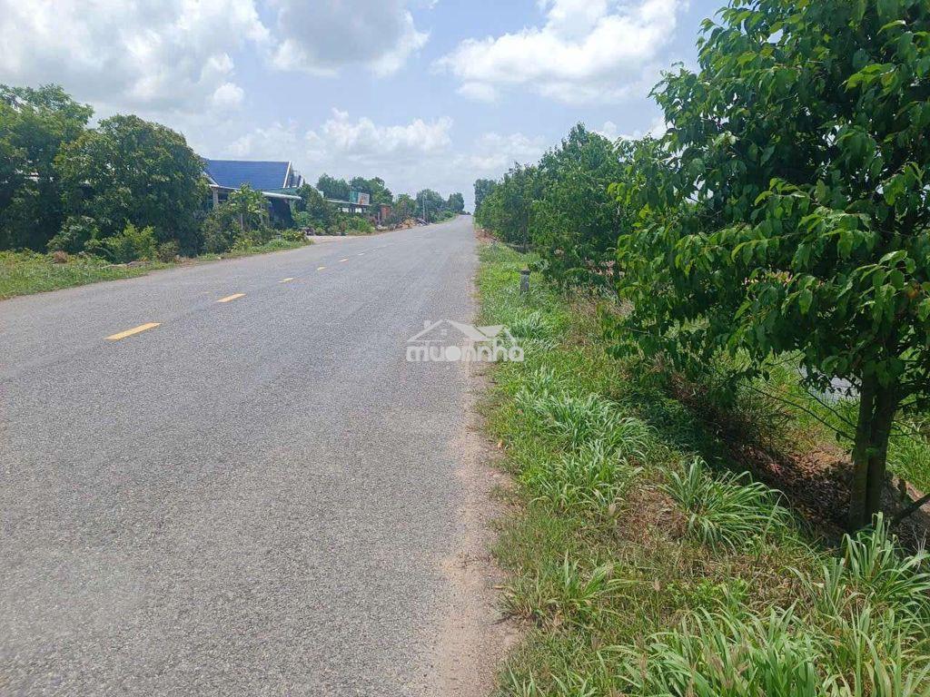 Đất lúa đường xe hơi dt823 - 3