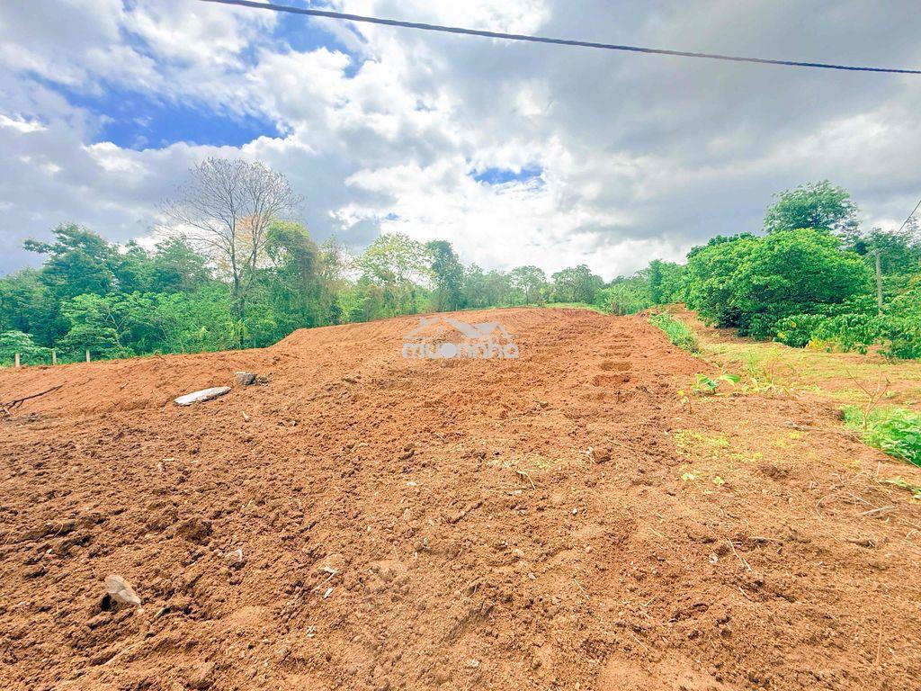 5,5 sào đất đỏ bazan giáp ph. thành nhất chỉ 260tr/sào cách phố 12km - 3