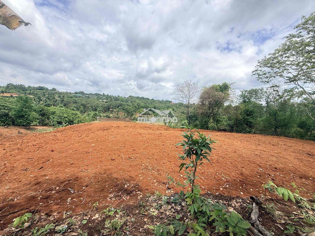 5,5 sào đất đỏ bazan giáp ph. thành nhất chỉ 260tr/sào cách phố 12km - 2