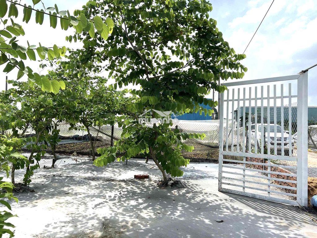 Đất thổ cư 244m2 p trảng dài dnai *** - 3