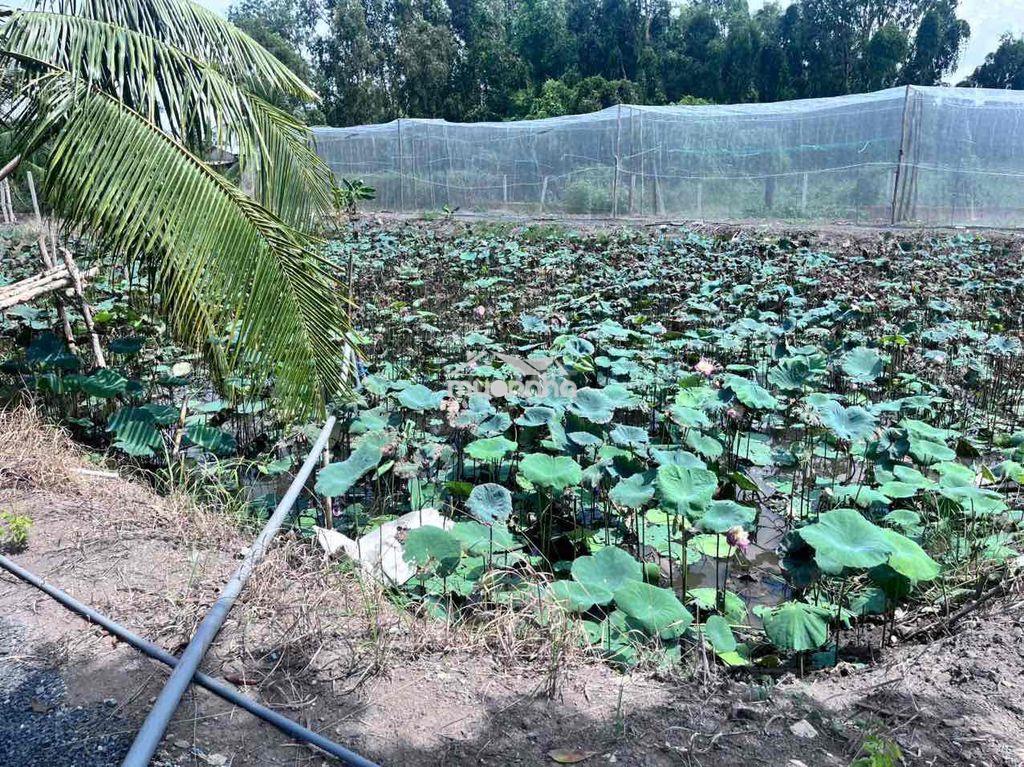 Bán đất bình chánh 2000m2 kênh 5. sau trường tiểu học bình lợi - 3
