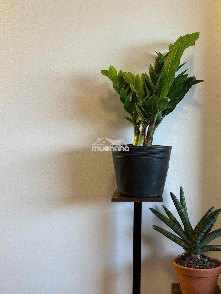 Cho thuê căn hộ nội thất cao cấp - 4