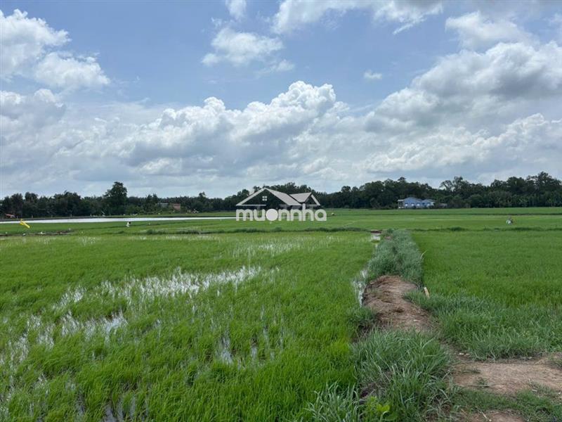 Cần bán 5662 m2 đất nông nghiệp ven sông tại ấp 3, tân phước tây