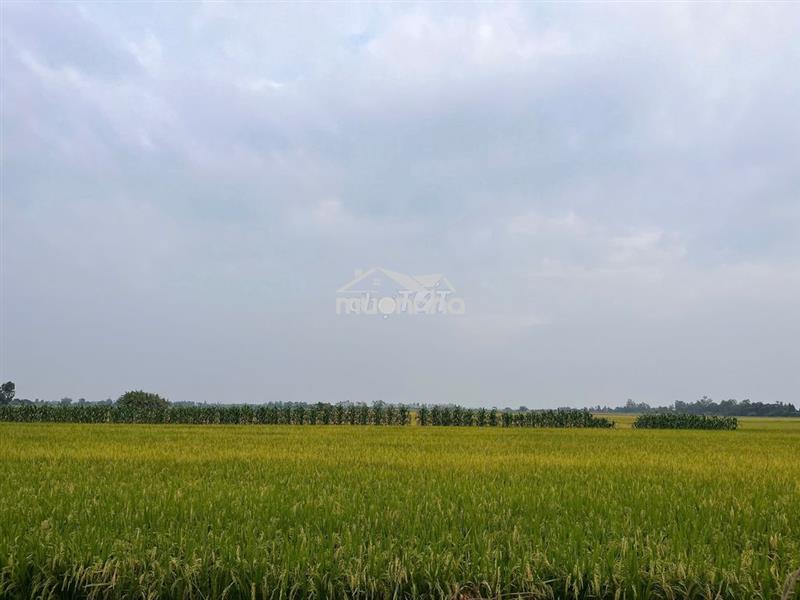Mặt tiền 20m tỉnh lộ 933c - long phú, sóc trăng