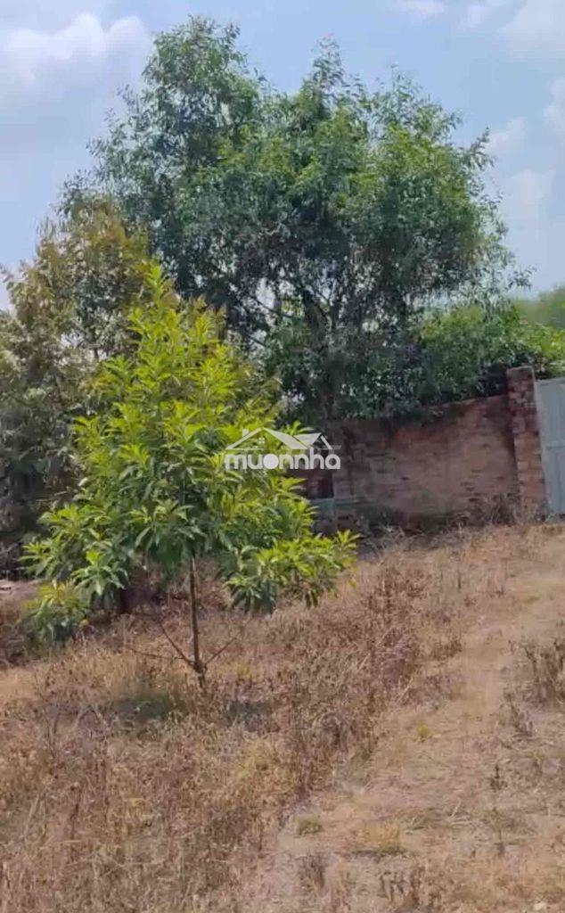 Đất vườn 2500m2 có 50m thổ cư ở phú giáo bình dương