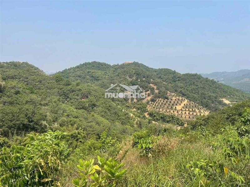 Bán nguyên quả đồi đã trồng cây trầm hương