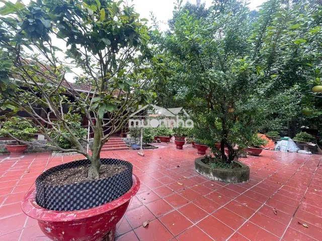Nhà vườn 666m² hxh -tl 8 bình mỹ, củ chi –300m² thổ cư-giá  8.7 tr/m²