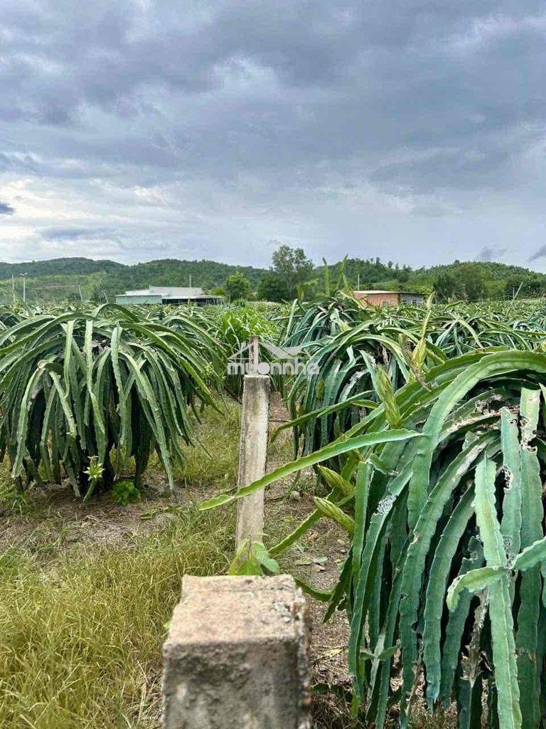 Đất vườn thị trấn tân nghĩa dân cư hiện hữu xung quanh - 4