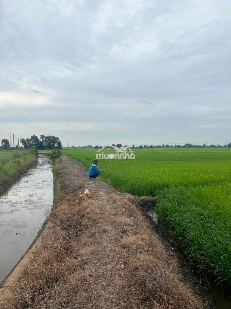 Bán đất lúa mặt tiền kênh ngay sau lưng bệnh viện xuyên á - 4