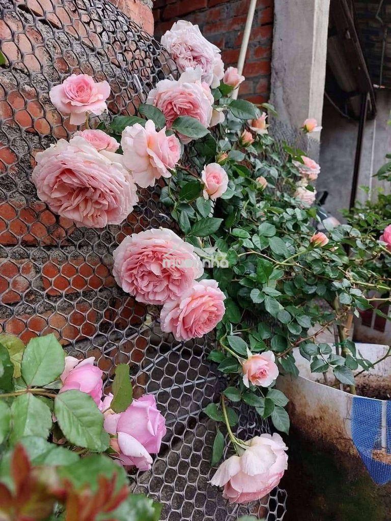 Cần cho thuê phòng trọ xóm vắng, dĩ an - 3