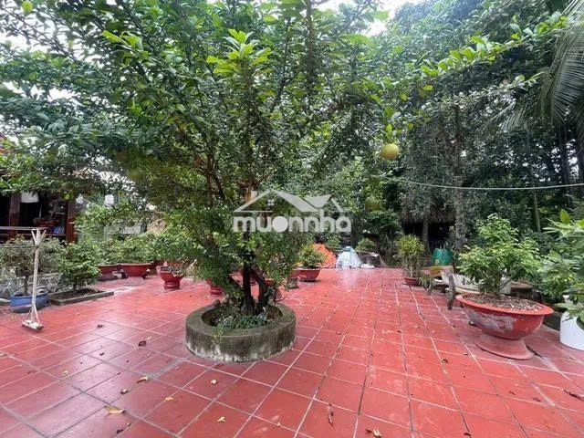 Nhà vườn 666m² hxh -tl 8 bình mỹ, củ chi –300m² thổ cư-giá  8.7 tr/m² - 3