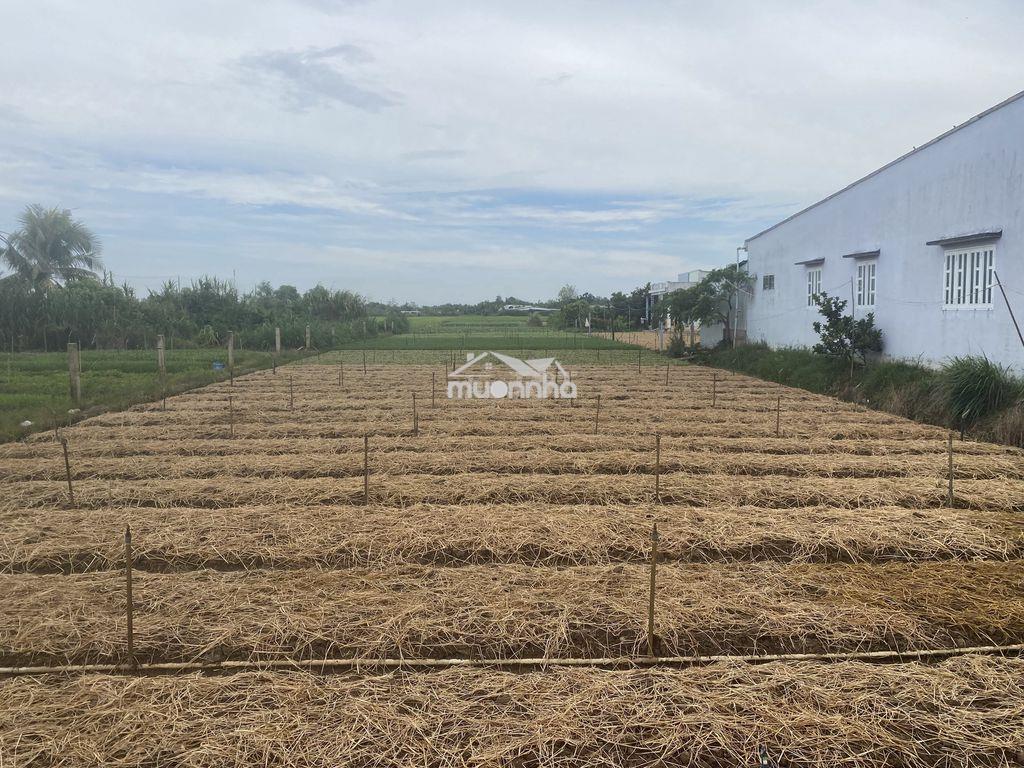 Bán đất mặt tiền đường xe hơi xã bình nghị gò công đông - 2