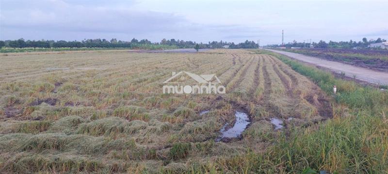 Bán 5 công đất.công tầm lớn