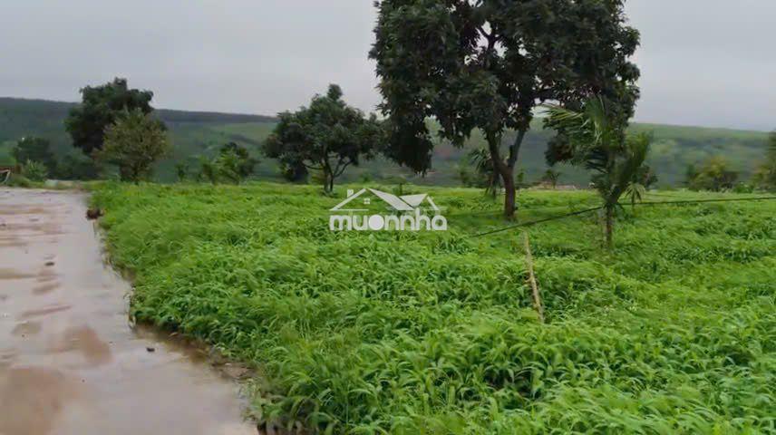 Chuyển nhượng mia farm gia lai 9,6 ha mặt tiền đường nhựa 380m - Ảnh 3
