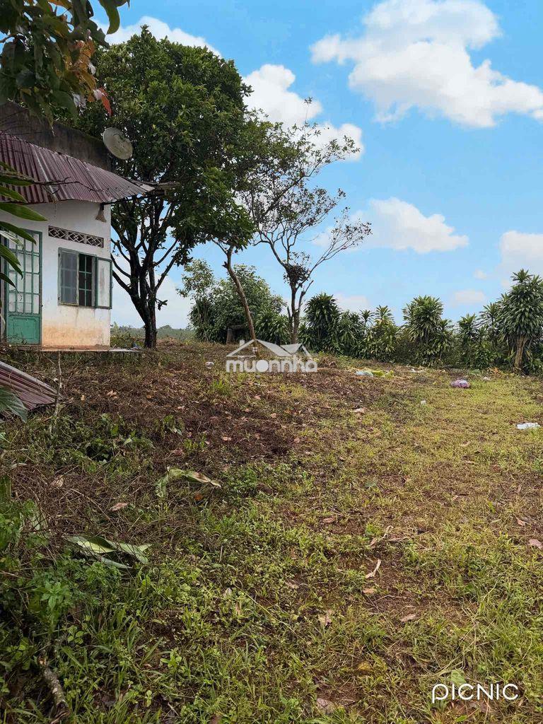 Bán đất cà phê con nhà cấp 4