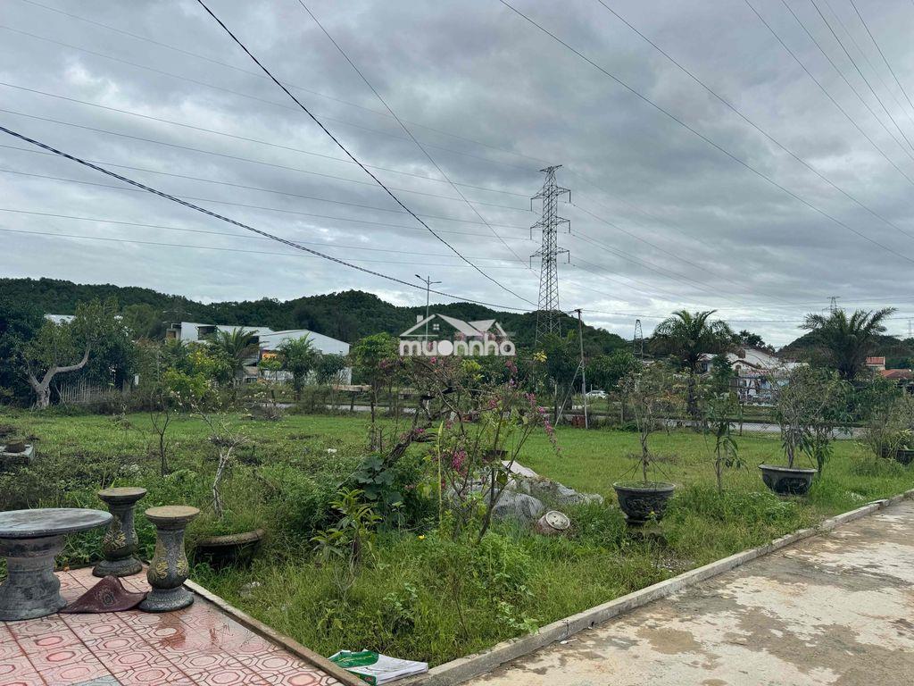 1 lô hoa hậu võ văn kiệt - Ảnh 2