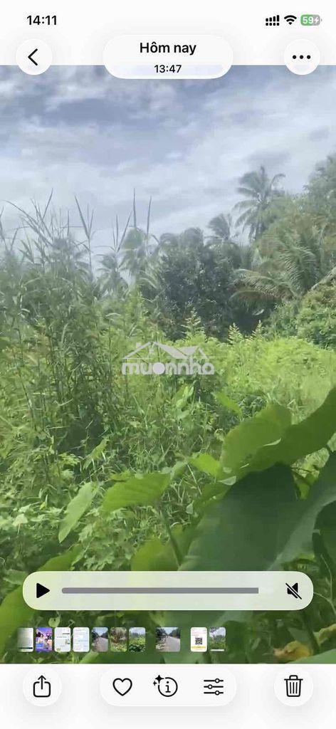 🌿 Đất vườn gần 7 công – giá chỉ 2,7 tỷ 🌿 - Ảnh 2