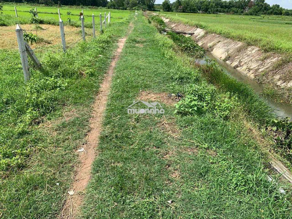 Bán đất nông nghiệp phường thái mỹ, củ chi, tp. hồ chí minh - 4