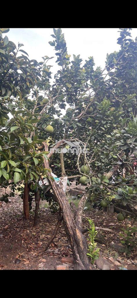 Đất vườn có thổ cư, vườn trái cây các loại - 3